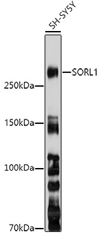 SORL1 Rabbit Polyclonal Antibody