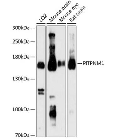PITPNM1 Rabbit Polyclonal Antibody