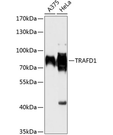 TRAFD1 Rabbit Polyclonal Antibody