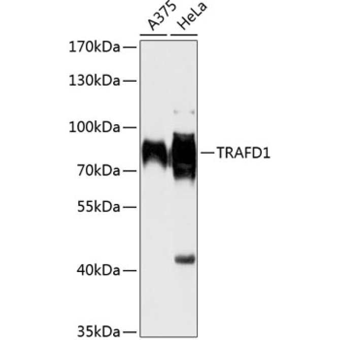 TRAFD1 Rabbit Polyclonal Antibody