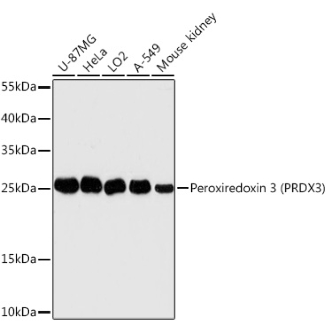 Peroxiredoxin 3 (PRDX3) Rabbit Polyclonal Antibody