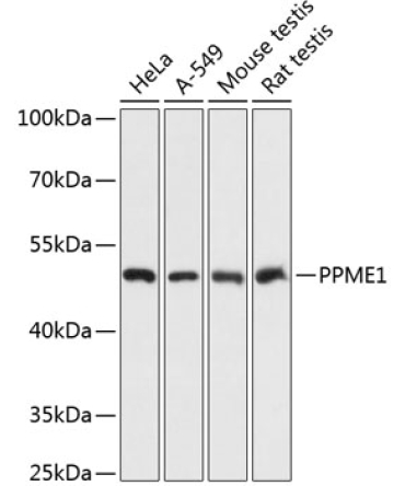 PPME1 Rabbit Polyclonal Antibody
