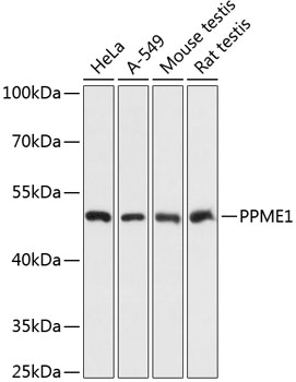 PPME1 Rabbit Polyclonal Antibody
