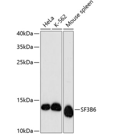 SF3B6 Rabbit Polyclonal Antibody