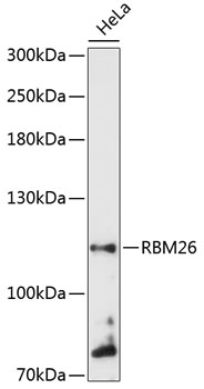 RBM26 Rabbit Polyclonal Antibody