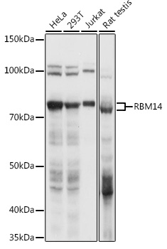 RBM14 Rabbit Polyclonal Antibody