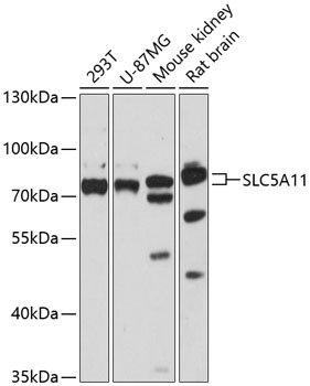 SLC5A11 Rabbit Polyclonal Antibody