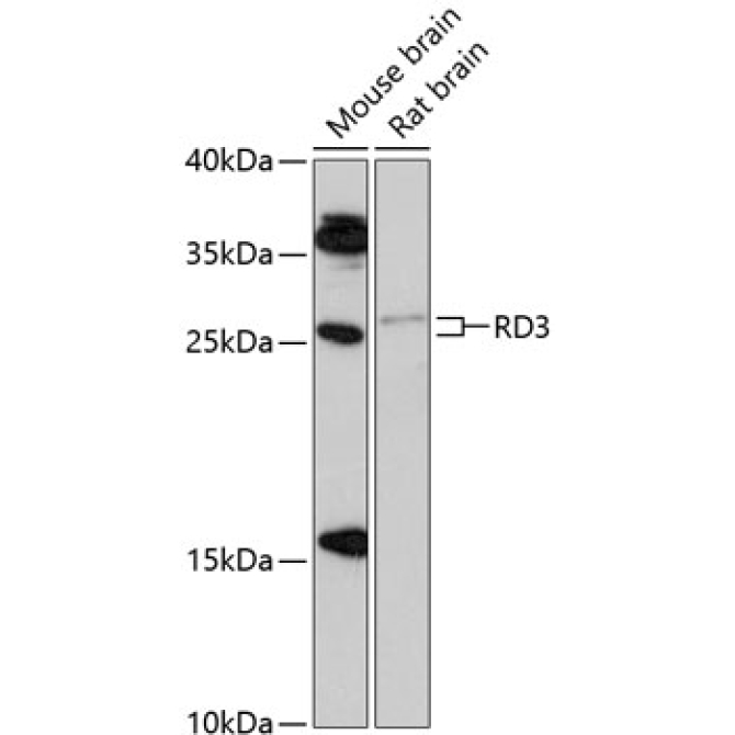 RD3 Rabbit Polyclonal Antibody