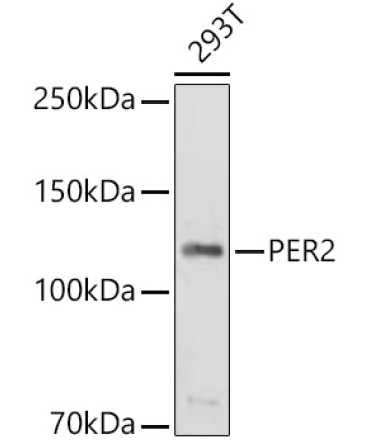 PER2 Rabbit Polyclonal Antibody