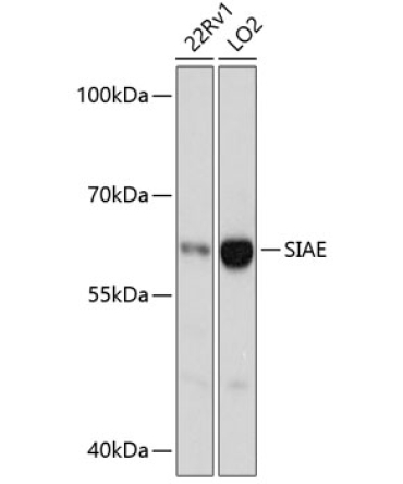 SIAE Rabbit Polyclonal Antibody