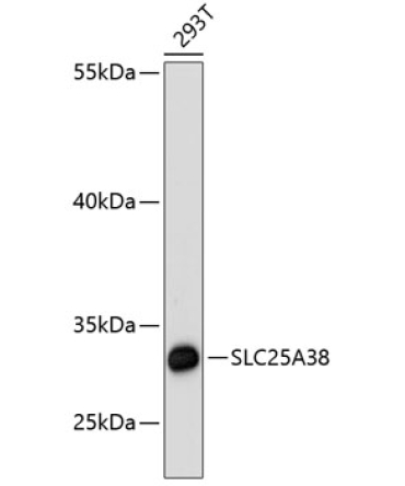 SLC25A38 Rabbit Polyclonal Antibody