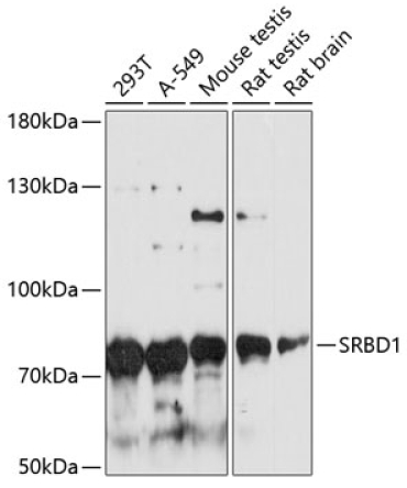 SRBD1 Rabbit Polyclonal Antibody