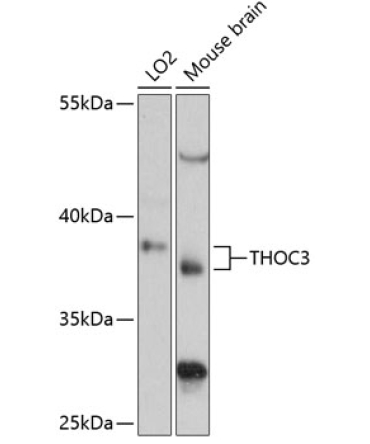 THOC3 Rabbit Polyclonal Antibody