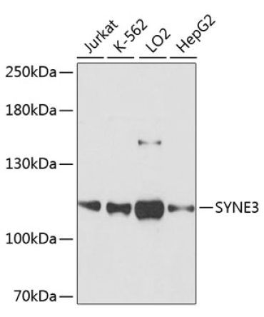 SYNE3 Rabbit Polyclonal Antibody