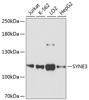 SYNE3 Rabbit Polyclonal Antibody