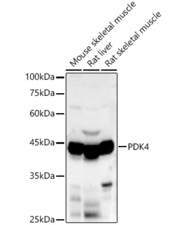 PDK4 Rabbit Polyclonal Antibody