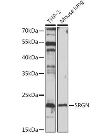 SRGN Rabbit Polyclonal Antibody