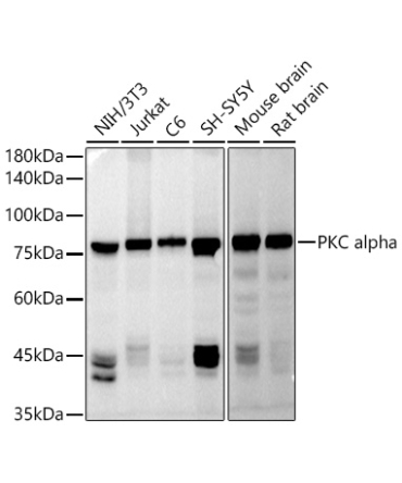 PKC alpha Rabbit Polyclonal Antibody