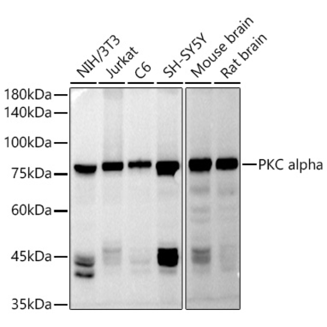 PKC alpha Rabbit Polyclonal Antibody