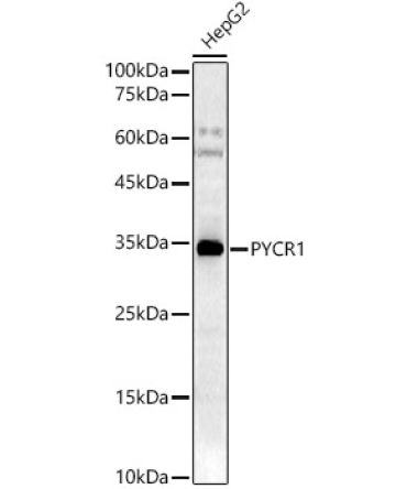PYCR1 Rabbit Polyclonal Antibody