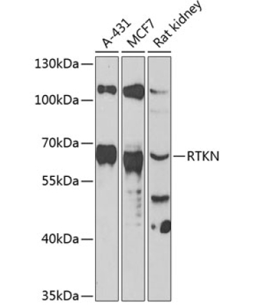 RTKN Rabbit Polyclonal Antibody