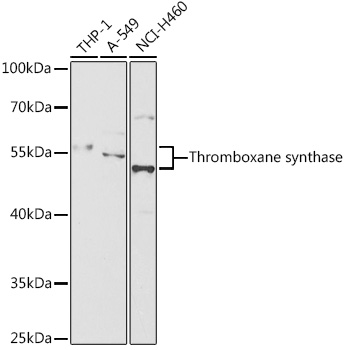 Thromboxane synthase Rabbit Polyclonal Antibody