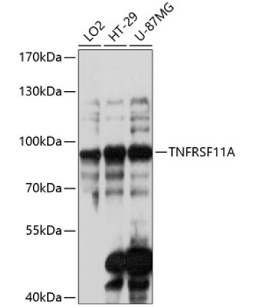 TNFRSF11A Rabbit Polyclonal Antibody