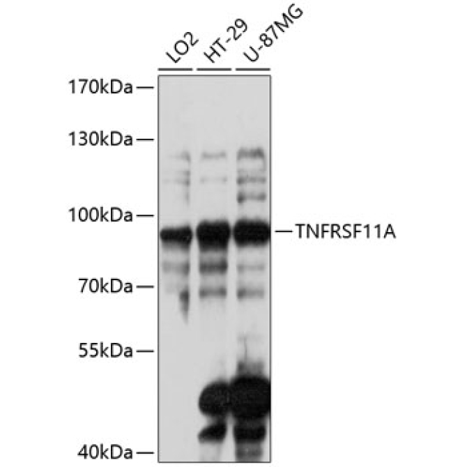 TNFRSF11A Rabbit Polyclonal Antibody