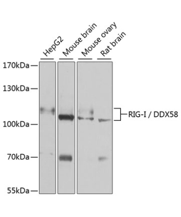 Rig-I/DDX58 Rabbit Polyclonal Antibody