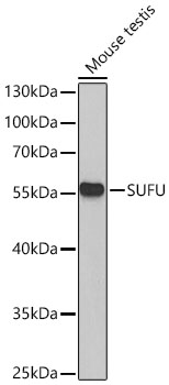 SUFU Rabbit Polyclonal Antibody