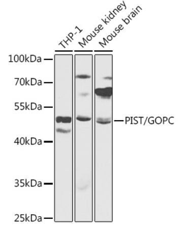 PIST/GOPC Rabbit Polyclonal Antibody