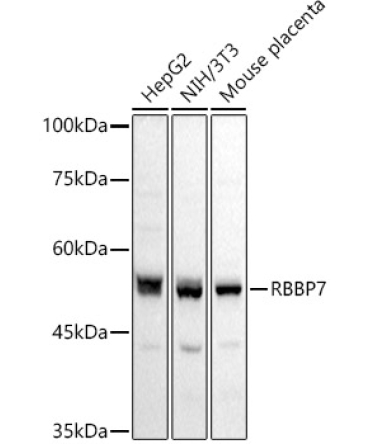 RbAp46/RBBP7 Rabbit Polyclonal Antibody
