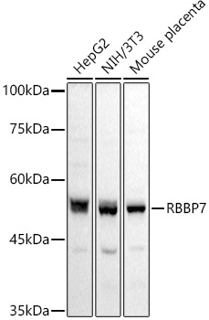 RbAp46/RBBP7 Rabbit Polyclonal Antibody