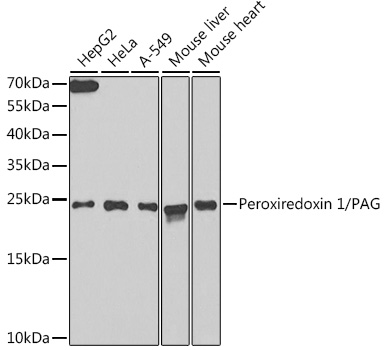 Peroxiredoxin 1/PAG Rabbit Polyclonal Antibody