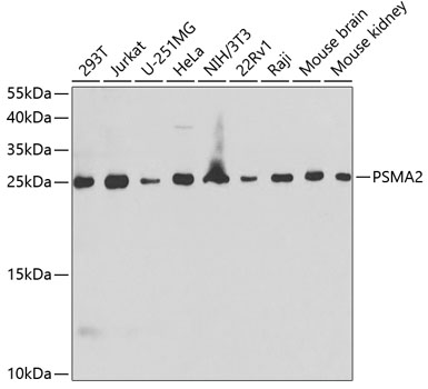 PSMA2 Rabbit Polyclonal Antibody