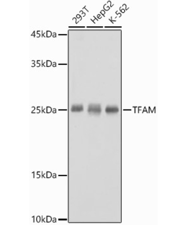 TFAM Rabbit Polyclonal Antibody