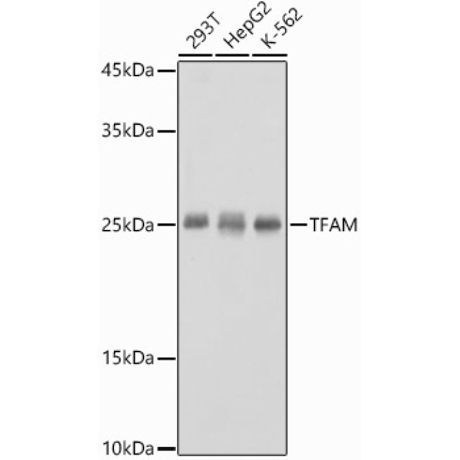 TFAM Rabbit Polyclonal Antibody