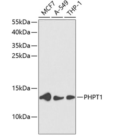 PHPT1 Rabbit Polyclonal Antibody
