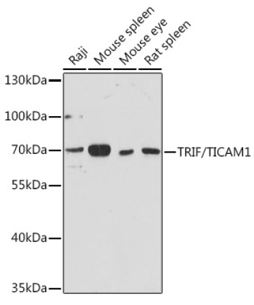 TRIF/TICAM1 Rabbit Polyclonal Antibody