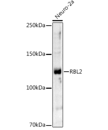 RBL2 Rabbit Polyclonal Antibody