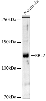 RBL2 Rabbit Polyclonal Antibody