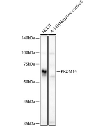 PRDM14 Rabbit Polyclonal Antibody