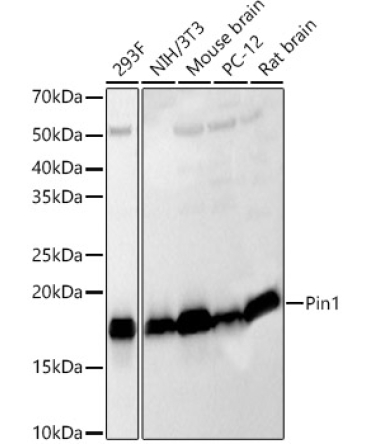 Pin1 Rabbit Polyclonal Antibody