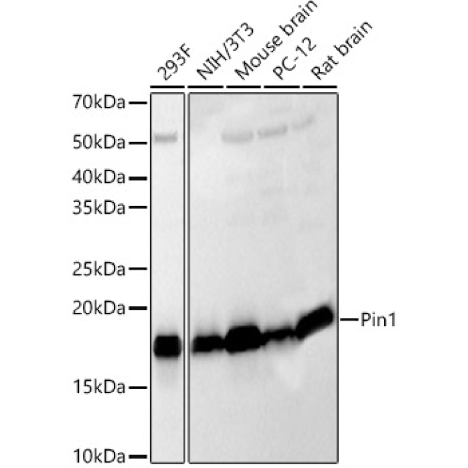 Pin1 Rabbit Polyclonal Antibody
