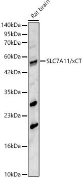SLC7A11/xCT Rabbit Polyclonal Antibody