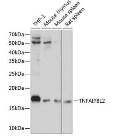 TNFAIP8L2 Rabbit Polyclonal Antibody