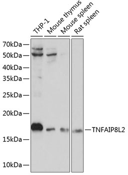TNFAIP8L2 Rabbit Polyclonal Antibody