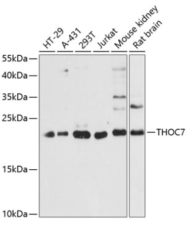THOC7 Rabbit Polyclonal Antibody