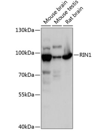 RIN1 Rabbit Polyclonal Antibody
