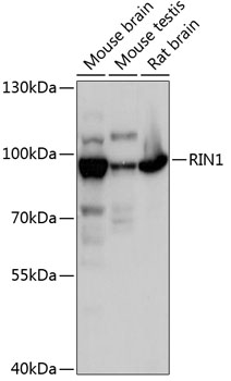 RIN1 Rabbit Polyclonal Antibody